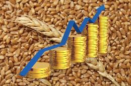 Экспортные цены на пшеницу начали расти